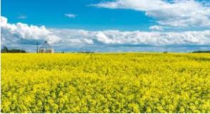 Canadian Canola