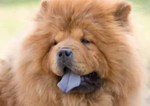 Longest living dog breeds, Small dog breeds with long lifespans, How to increase dog lifespan, Healthiest dog breeds, Australian Cattle Dog longevity, Chihuahua lifespan,